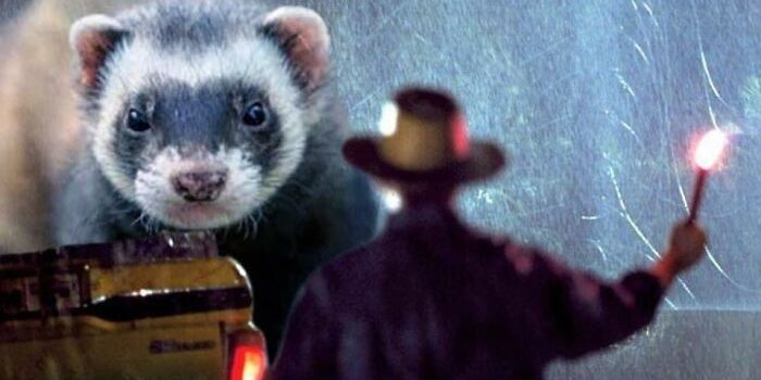 Someone replaced Dinosaurs with Ferrets in Jurassic Park, and it's adorable & funny